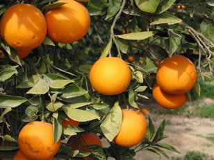 نتيجة بحث الصور عن برتقال يافا